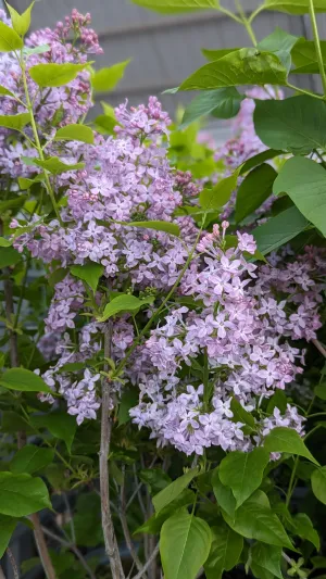 Scentara Pura® Lilac